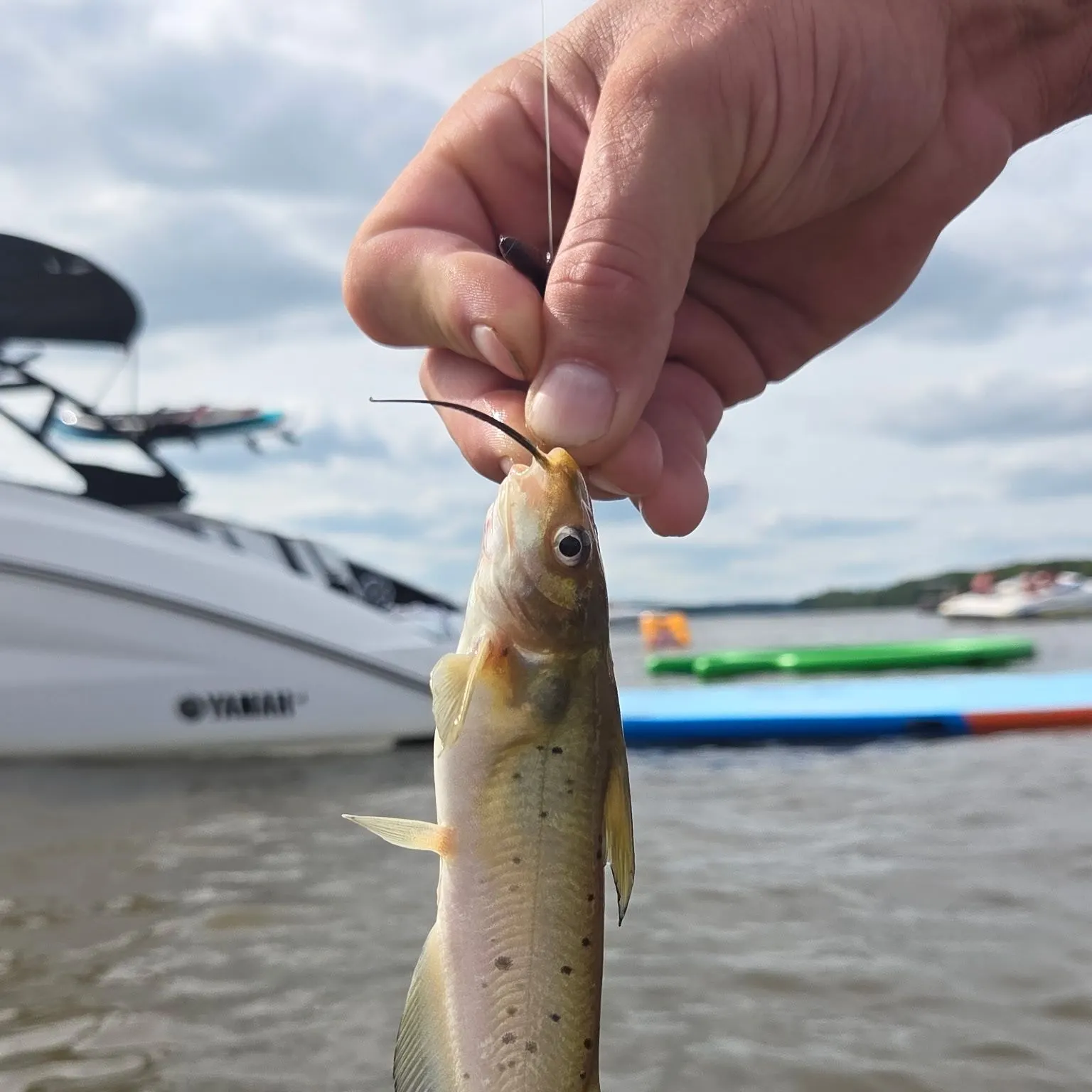 Channel catfish caught on Fishbrain