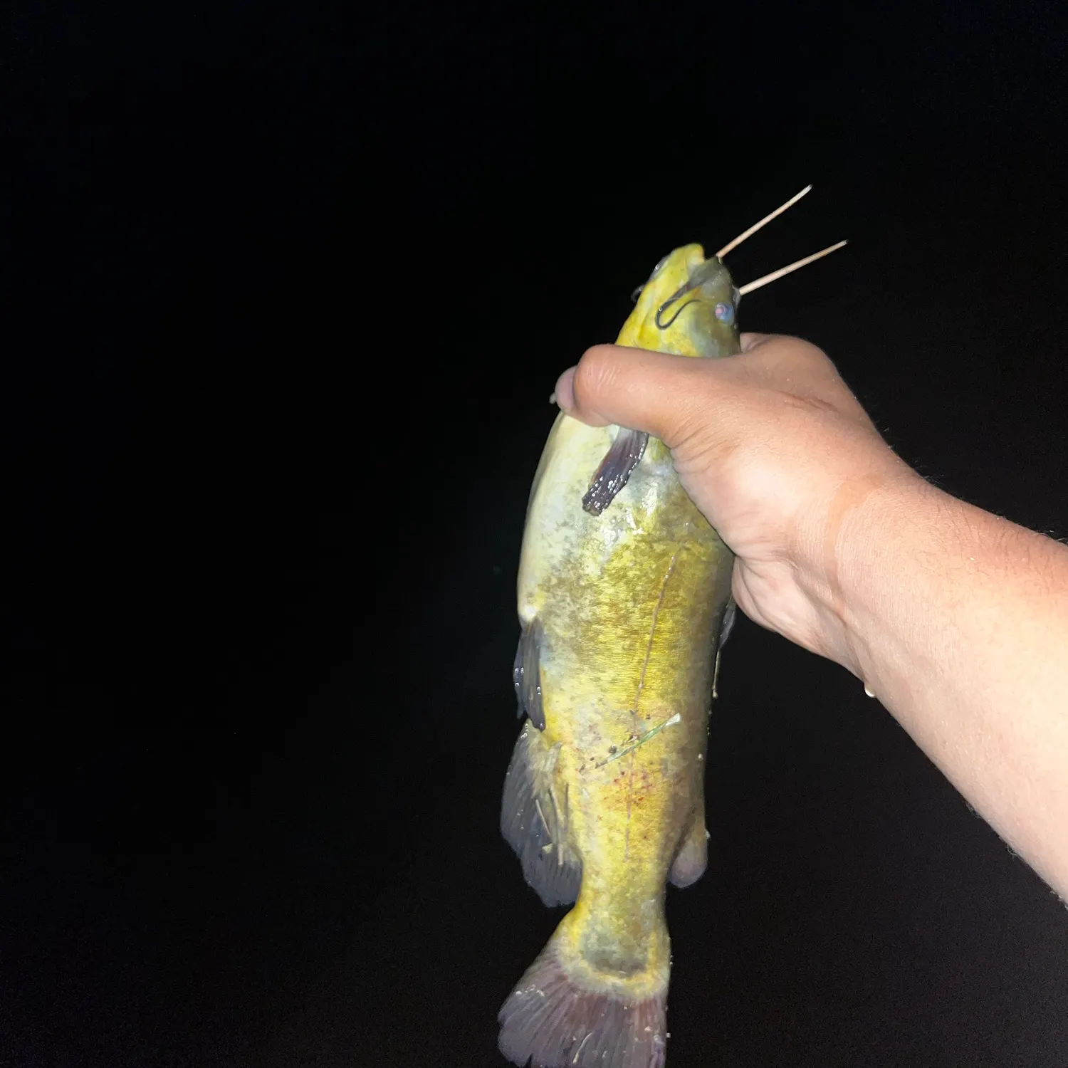 Black bullhead caught on Fishbrain