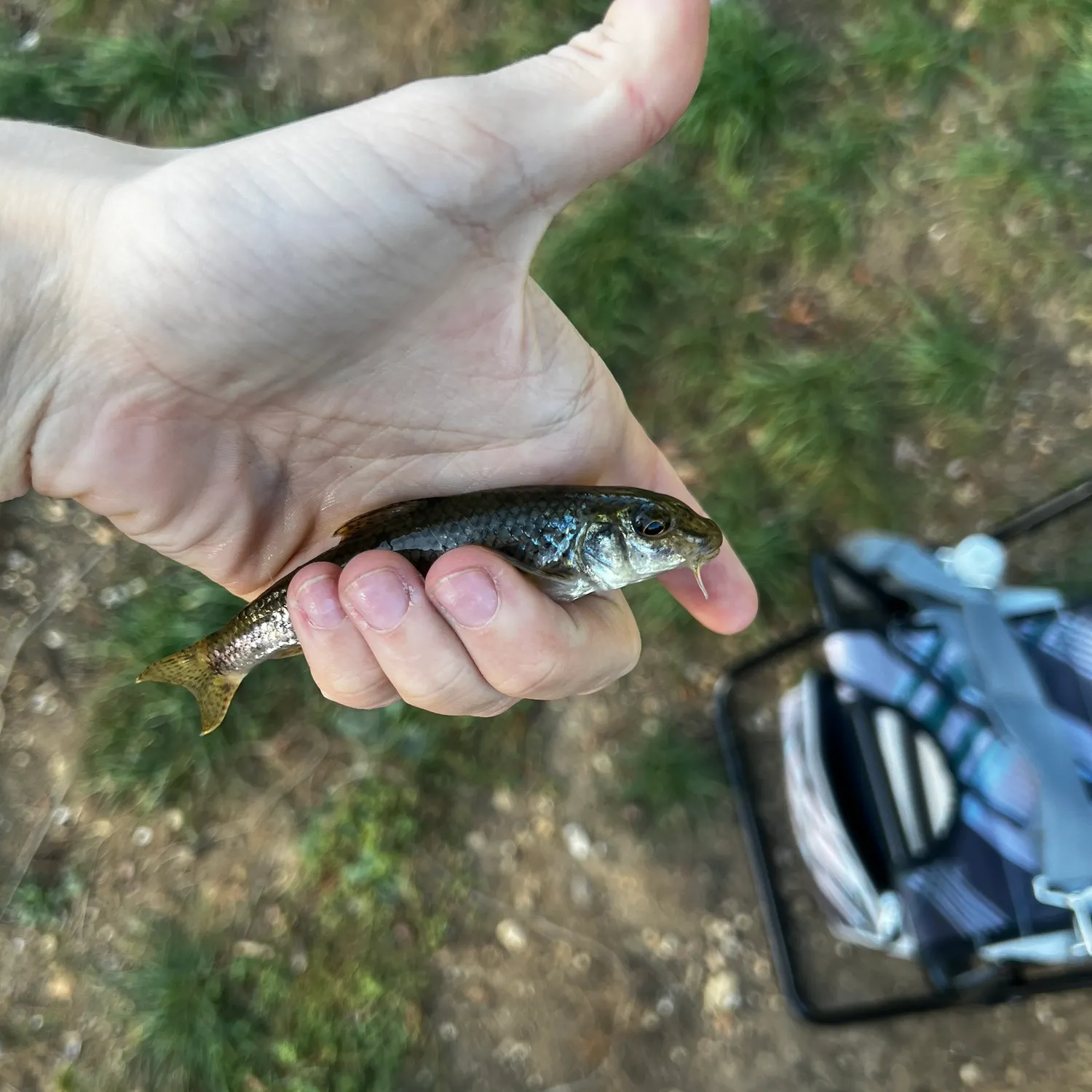 Gudgeon caught on Fishbrain