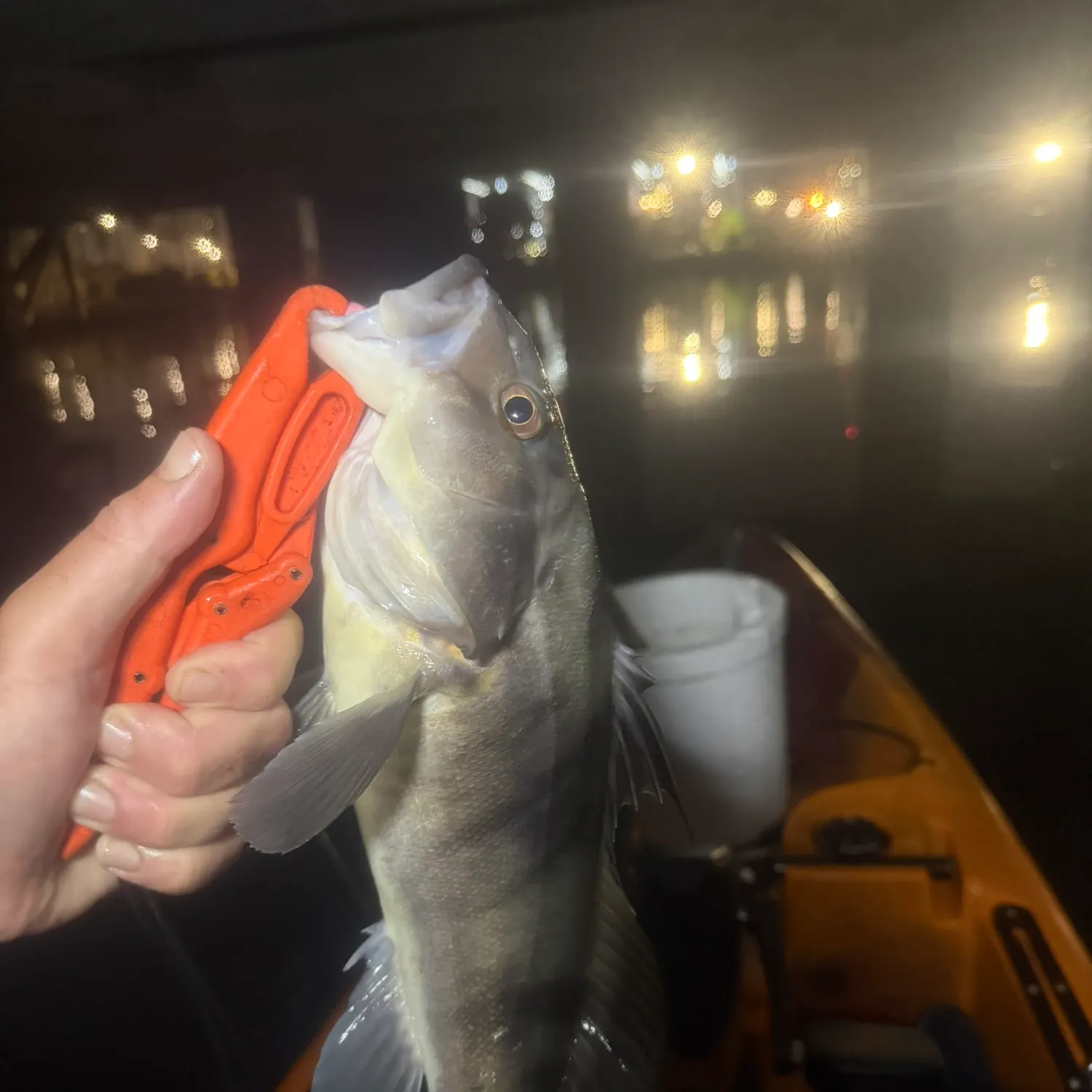 Barred sand bass caught on Fishbrain