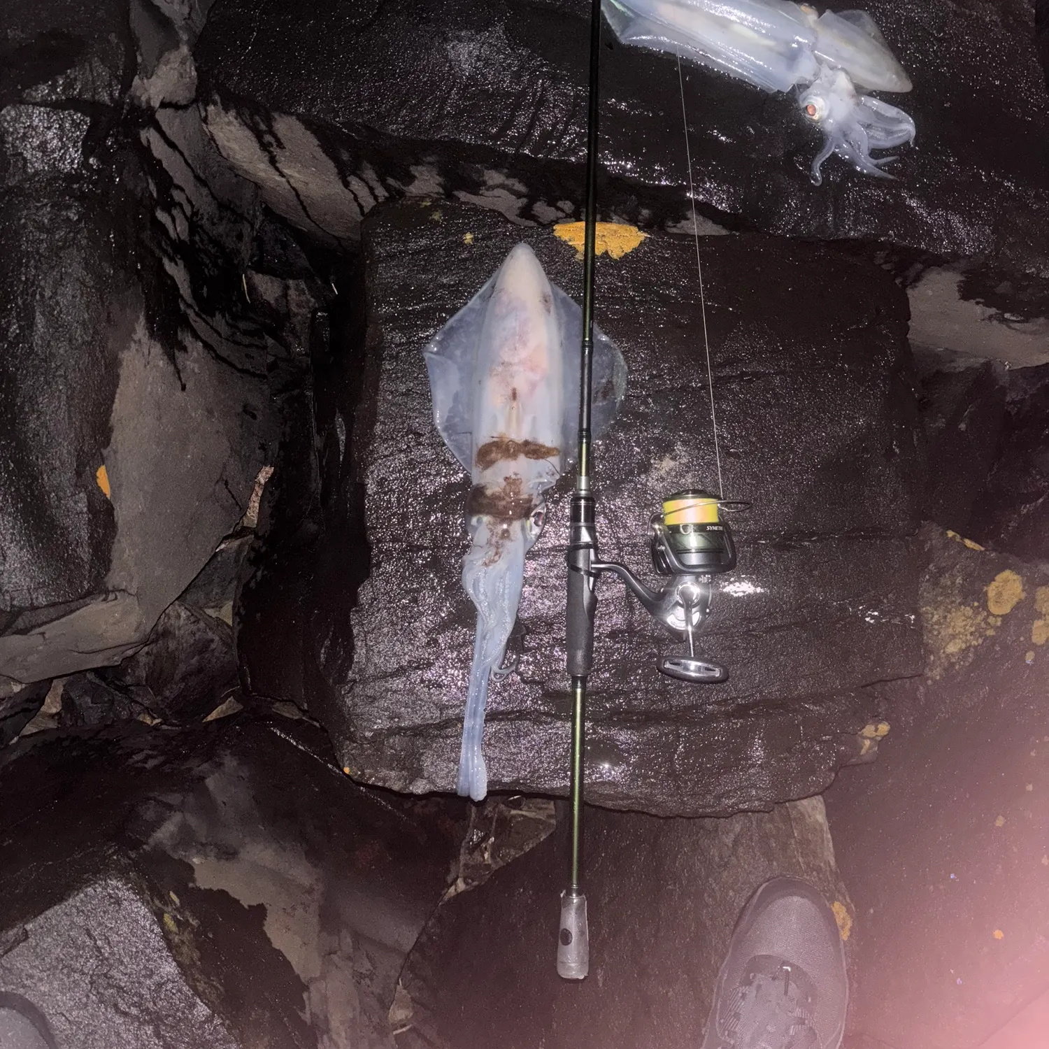 The most recent Southern calamari catches on Fishbrain