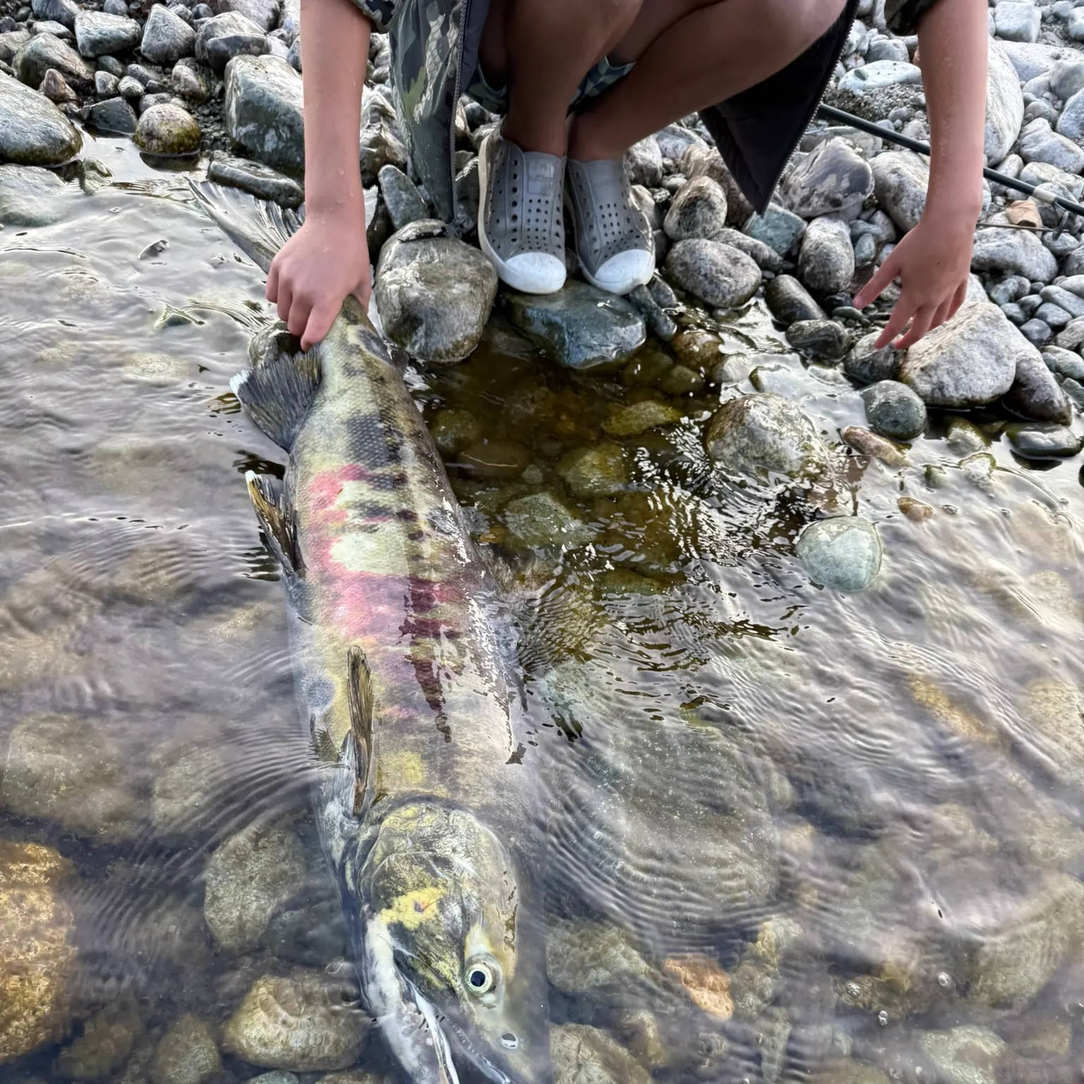 The most recent Chum salmon catches on Fishbrain