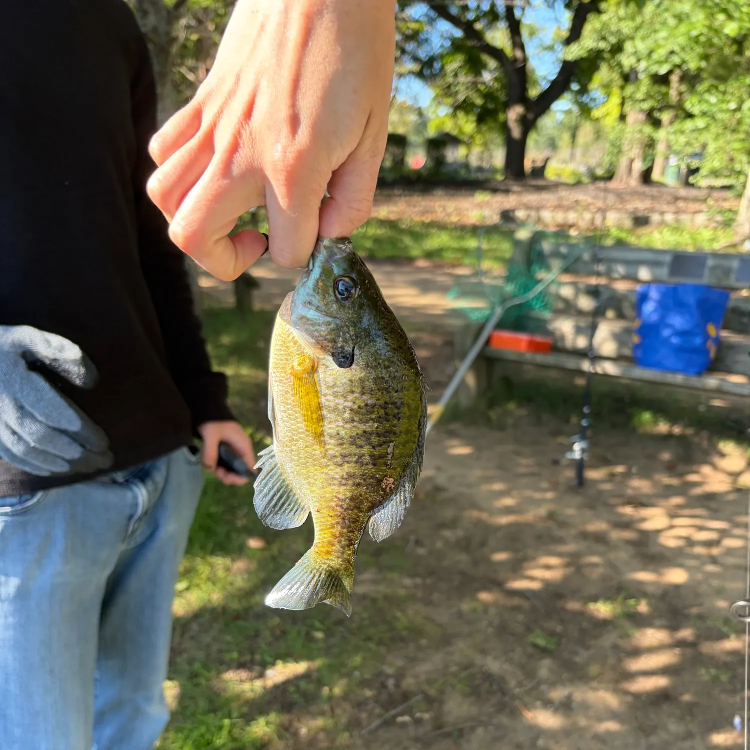 Bluegill caught on Fishbrain