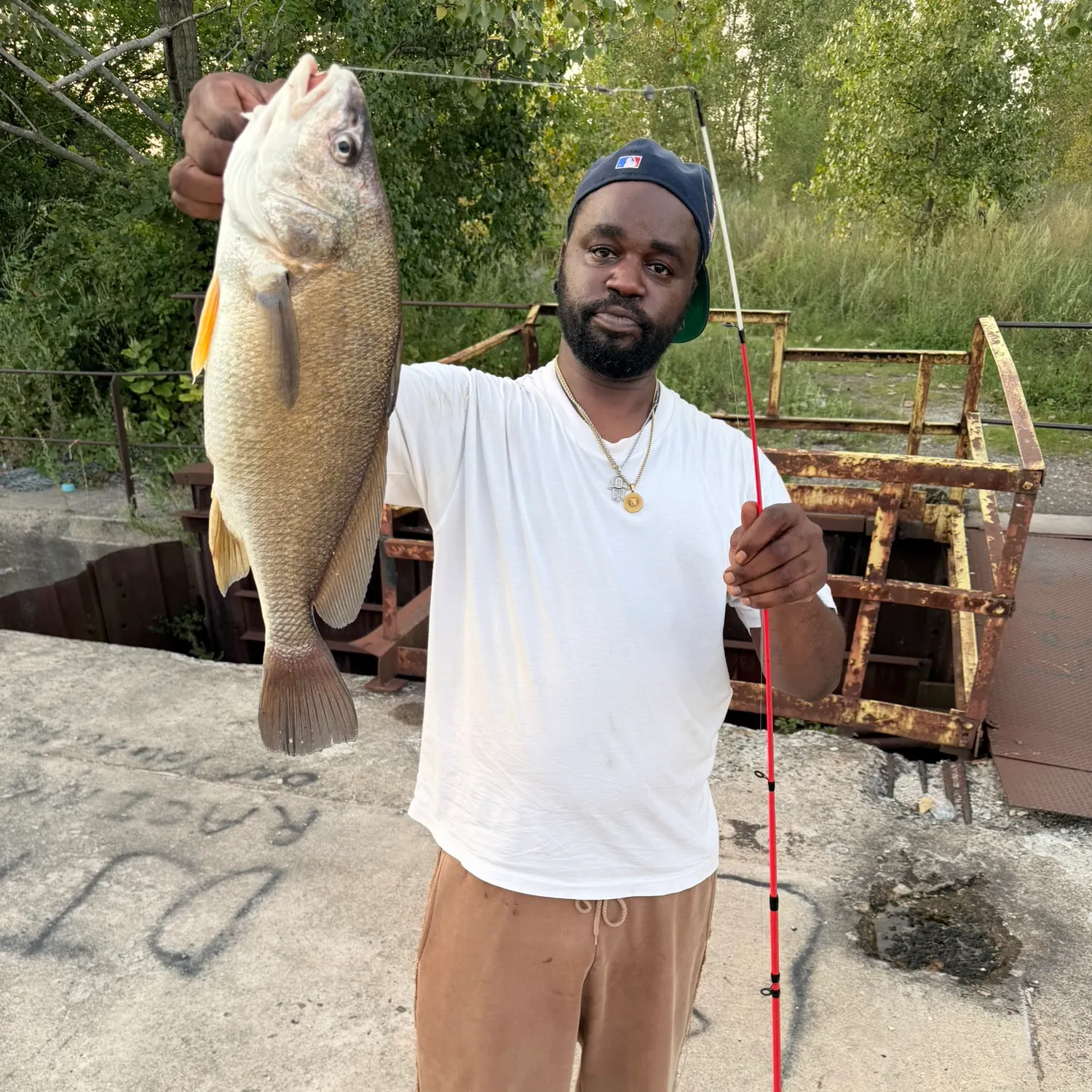 Freshwater drum caught on Fishbrain