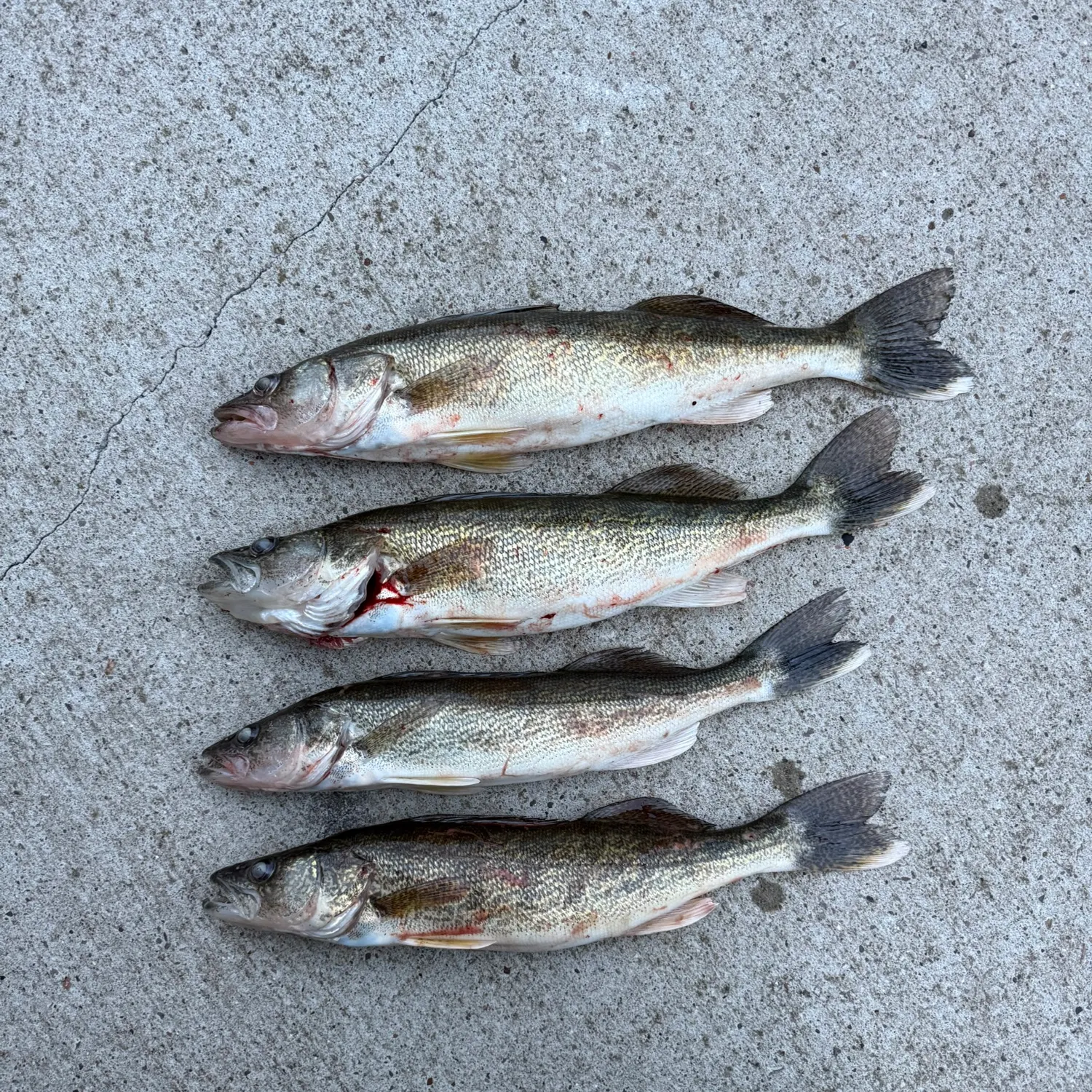 recently logged catches