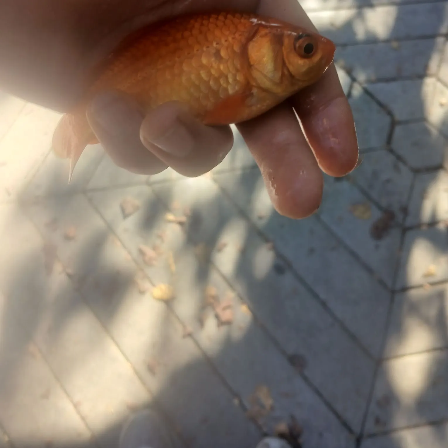 Goldfish caught on Fishbrain