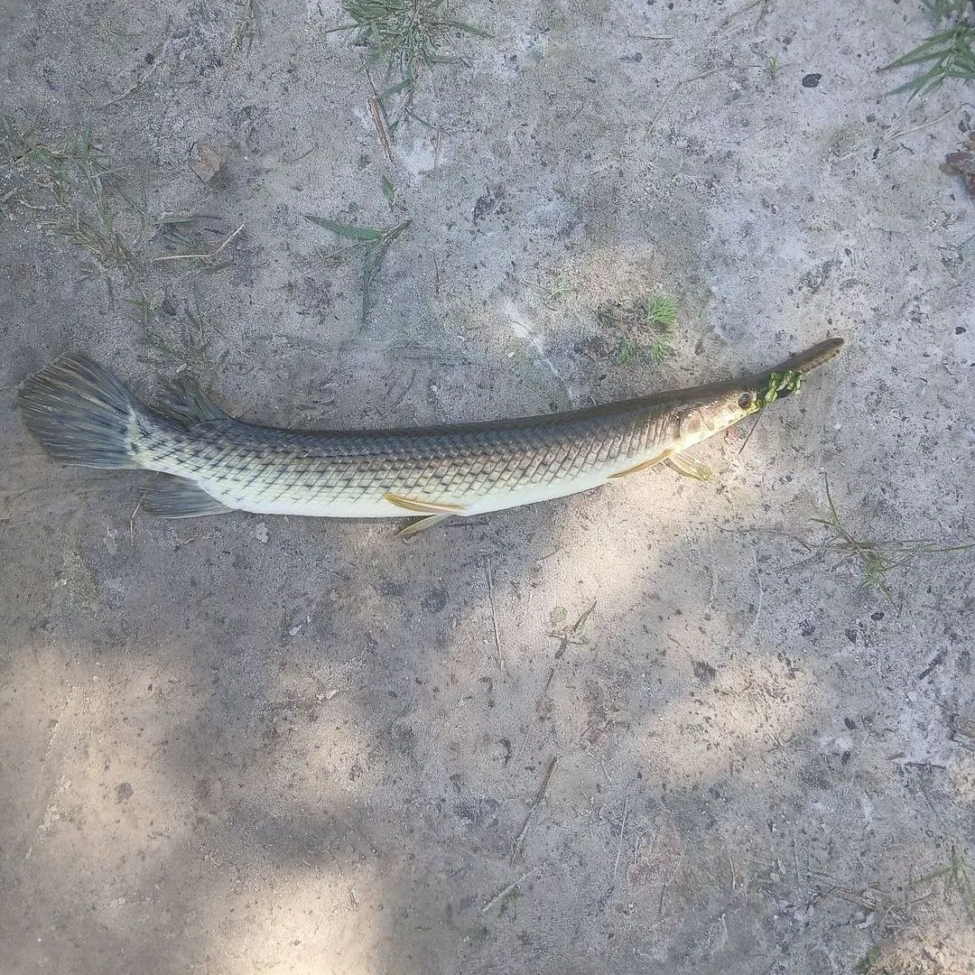 The most recent Florida gar catches on Fishbrain