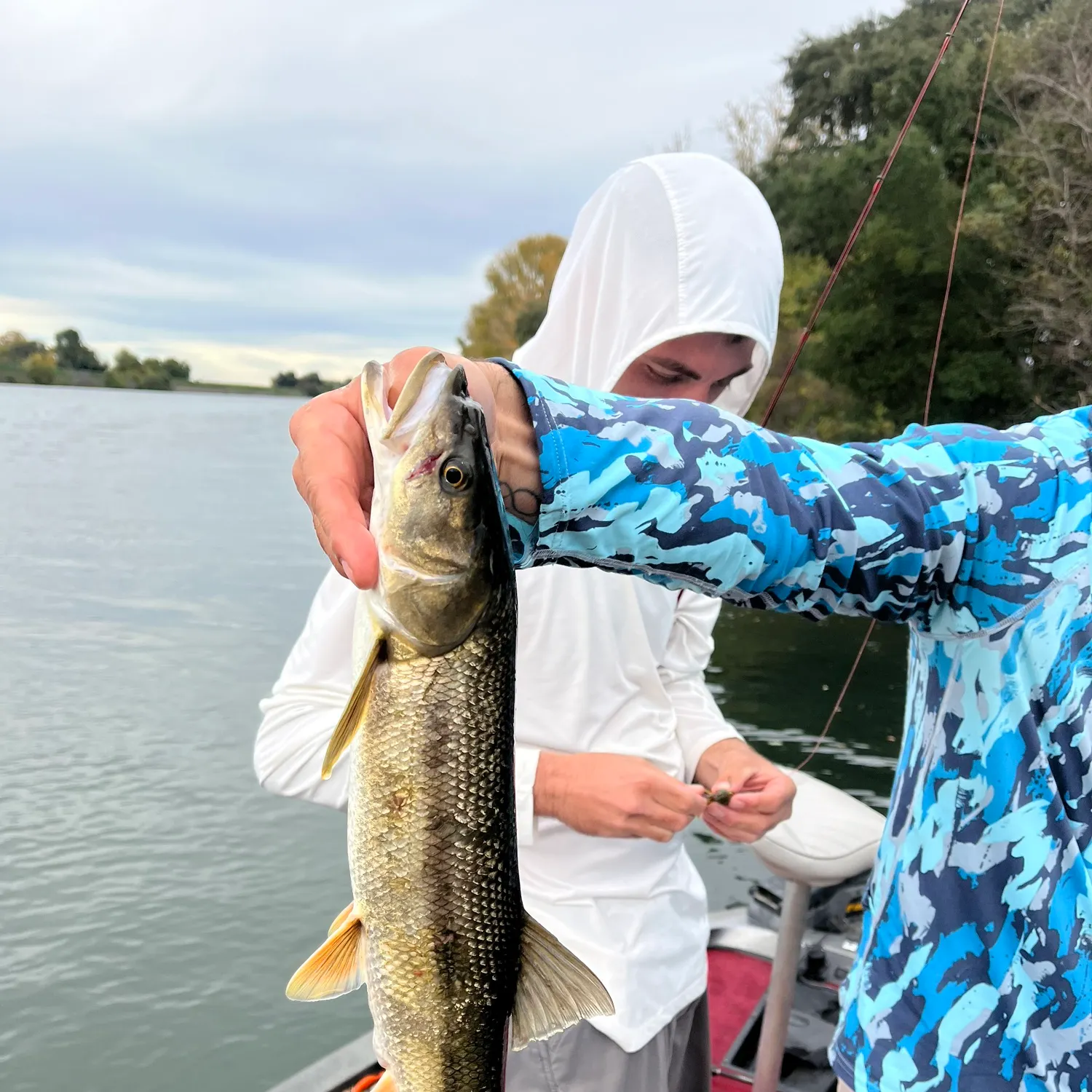 The most recent Sacramento pikeminnow catches on Fishbrain