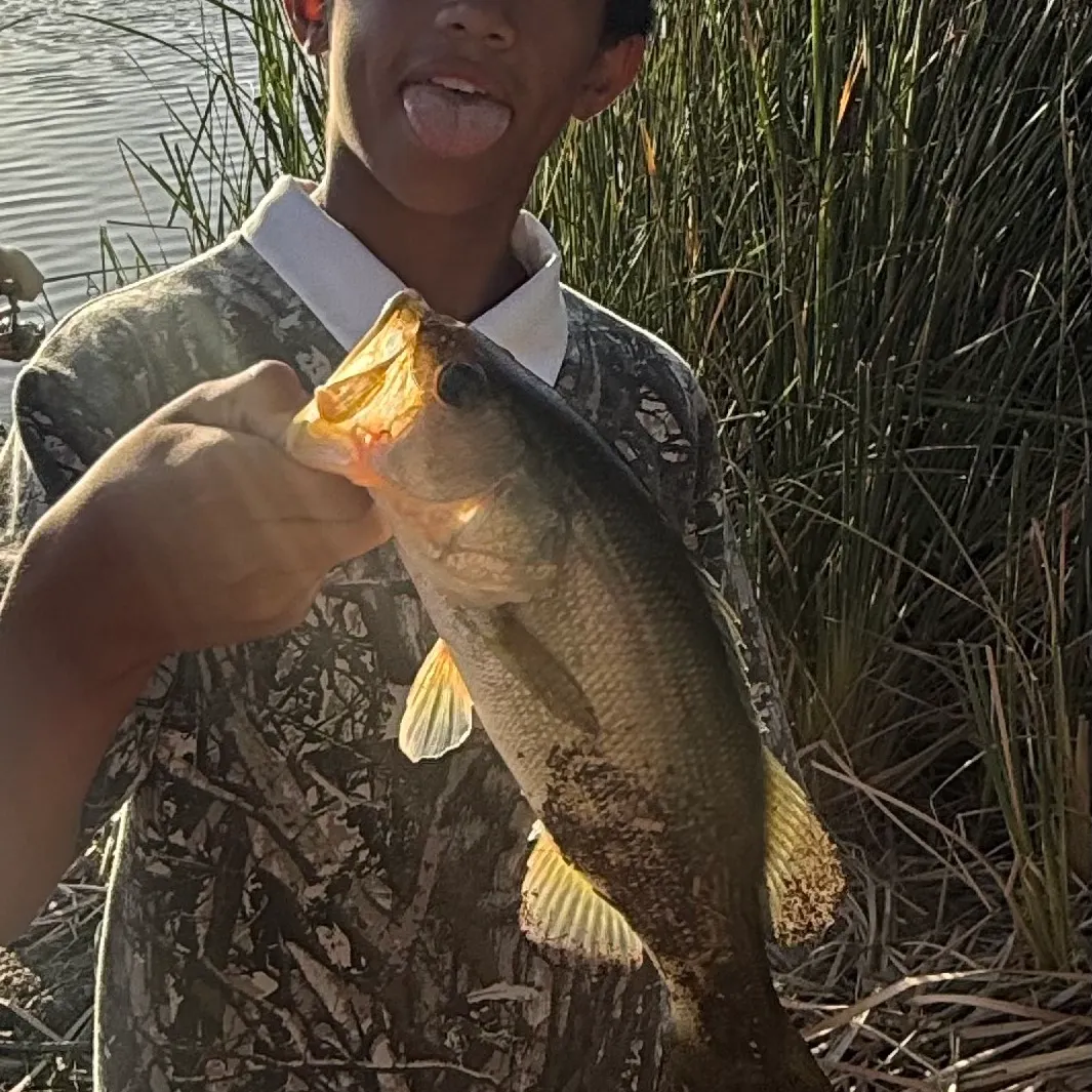 Largemouth bass caught on Fishbrain