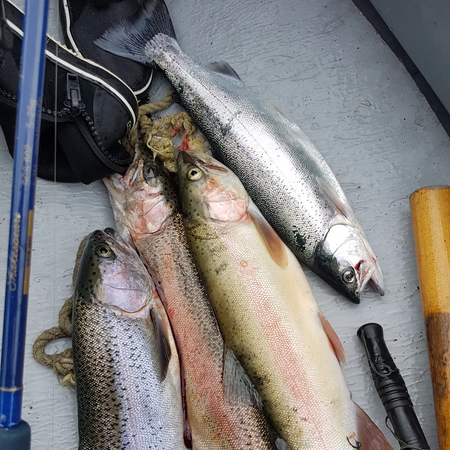 recently logged catches