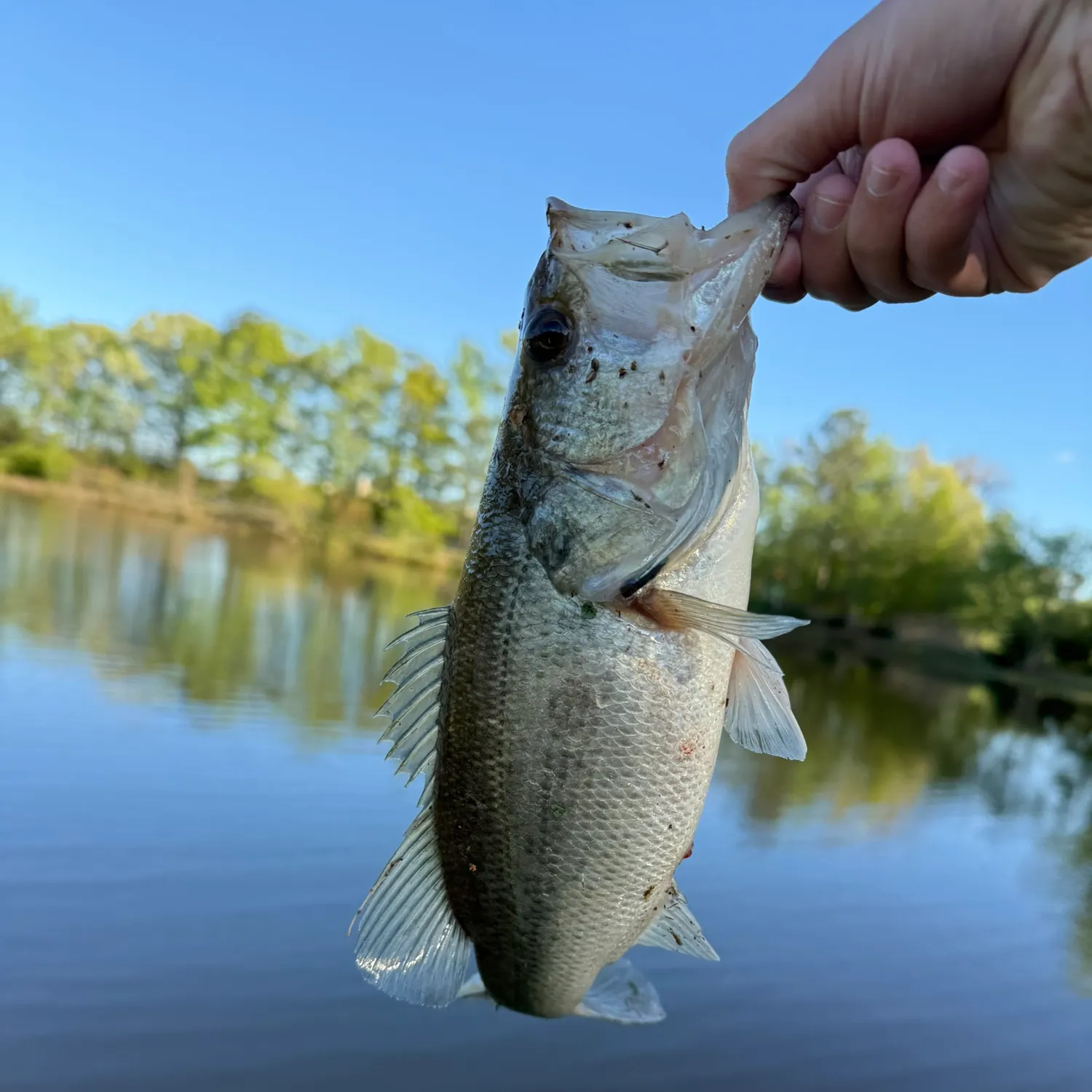 angler catch