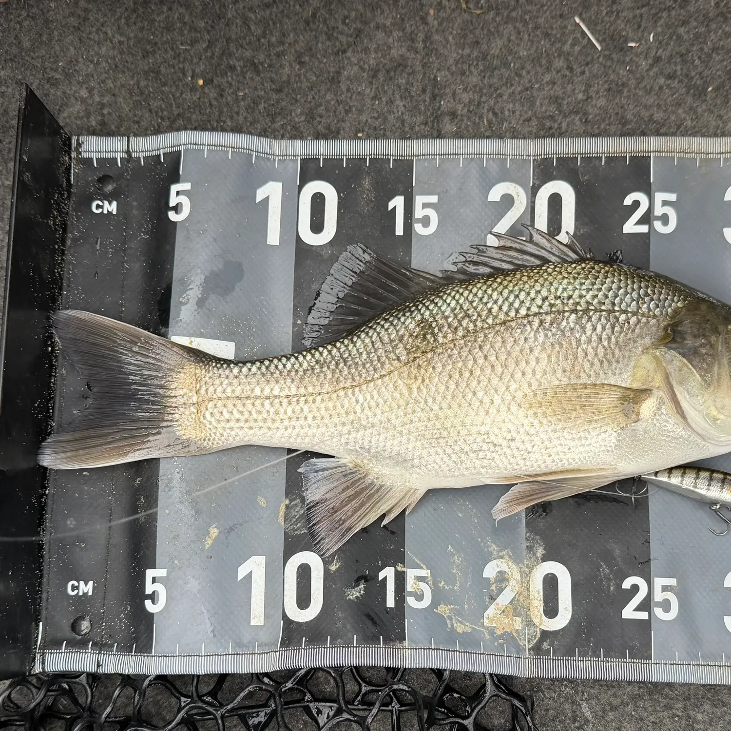 Australian bass caught on Fishbrain