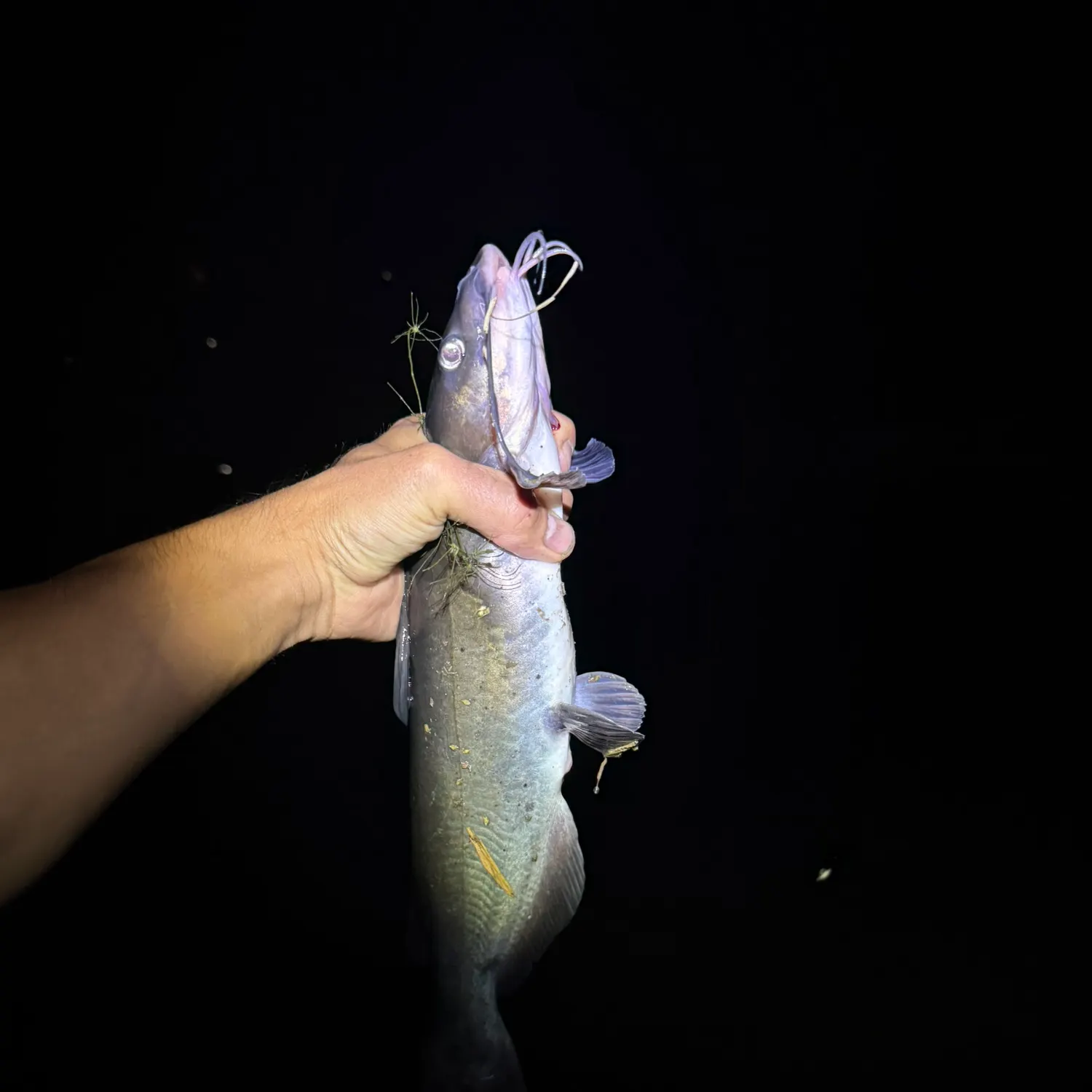 Channel catfish caught on Fishbrain