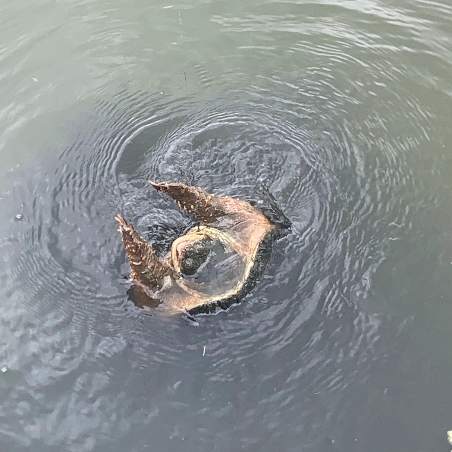 The most recent Alligator snapping turtle catches on Fishbrain