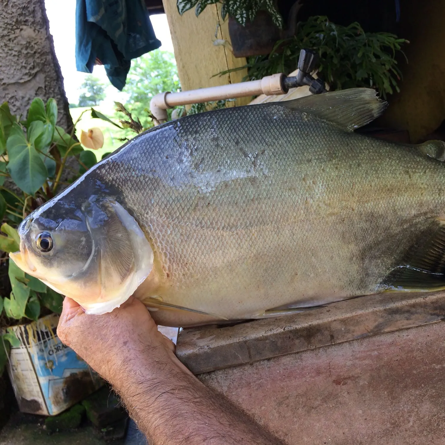 Small-scaled pacu caught on Fishbrain