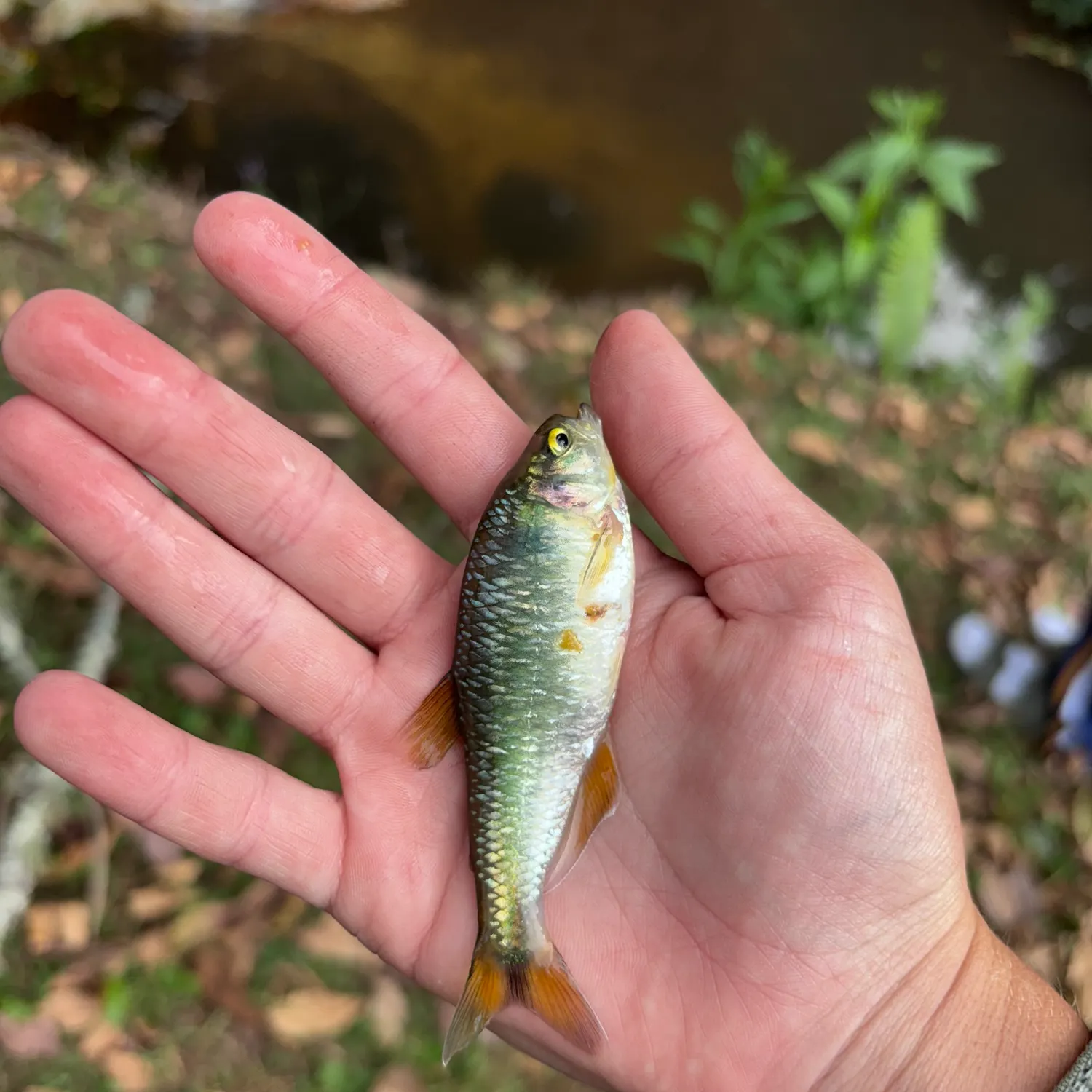 The most recent Antioquia tetra catches on Fishbrain