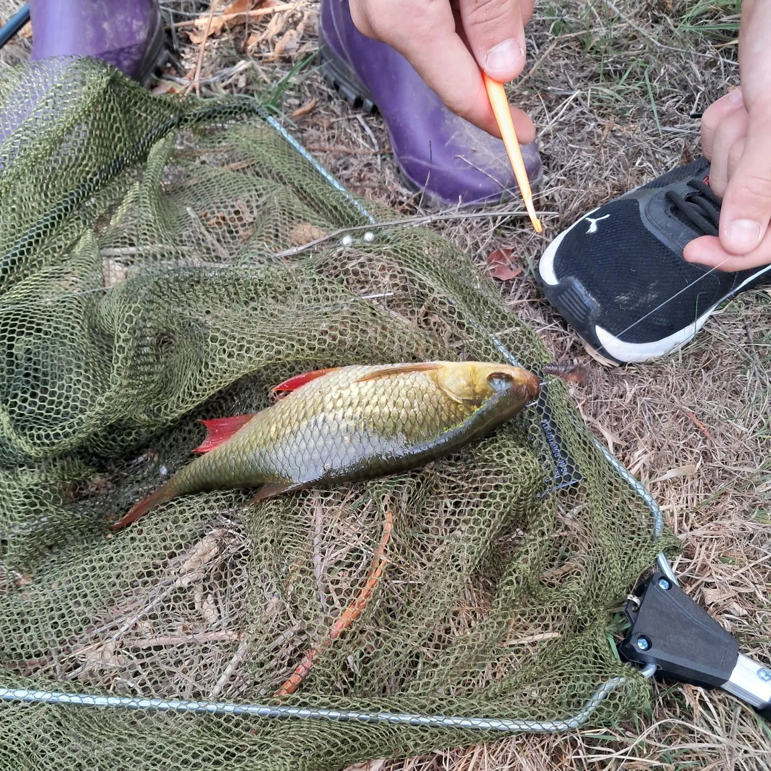 Fish caught on Fishbrain