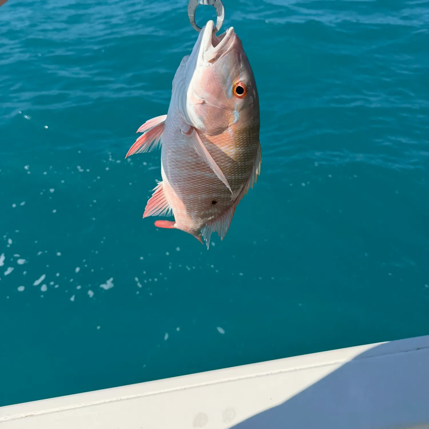 The most recent Mutton snapper catches on Fishbrain