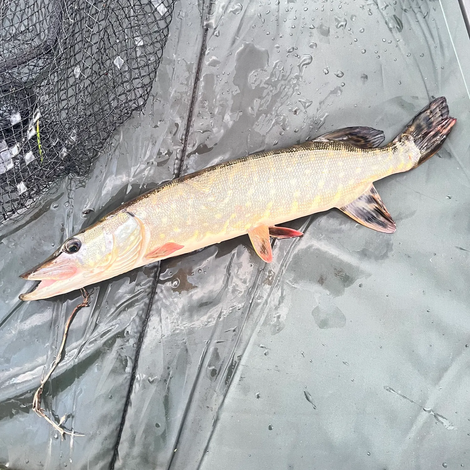 Northern pike caught on Fishbrain