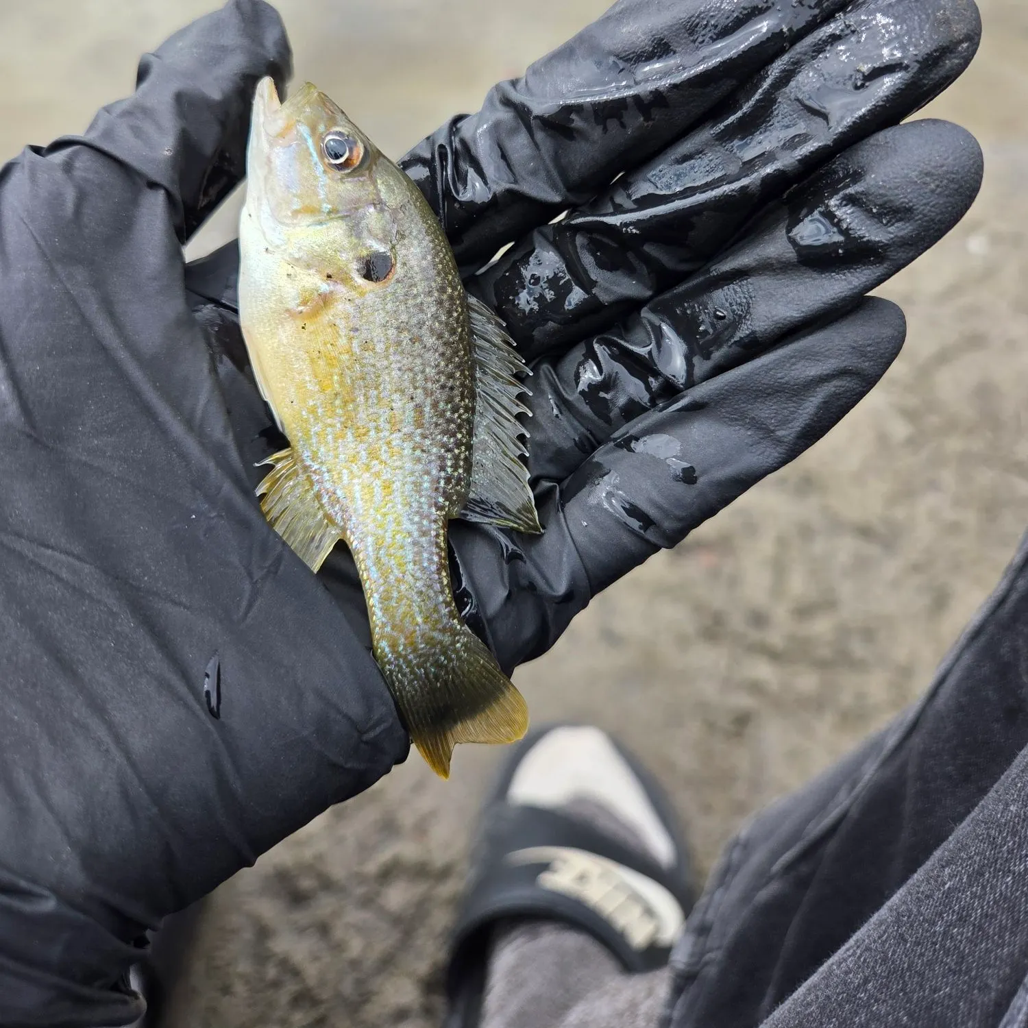 Green sunfish caught on Fishbrain