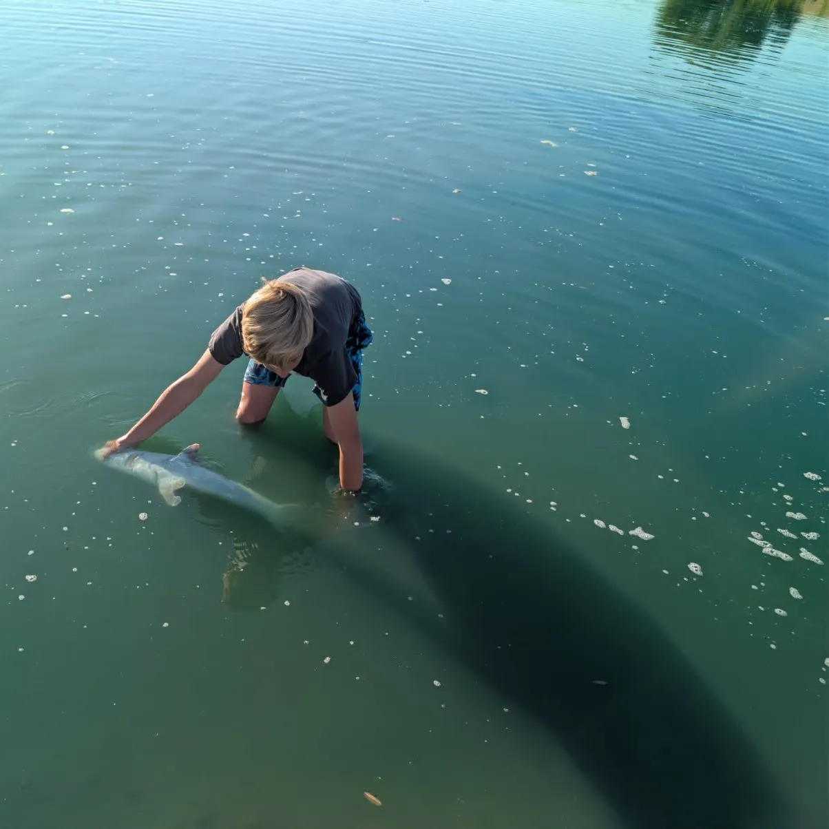 White sturgeon caught on Fishbrain