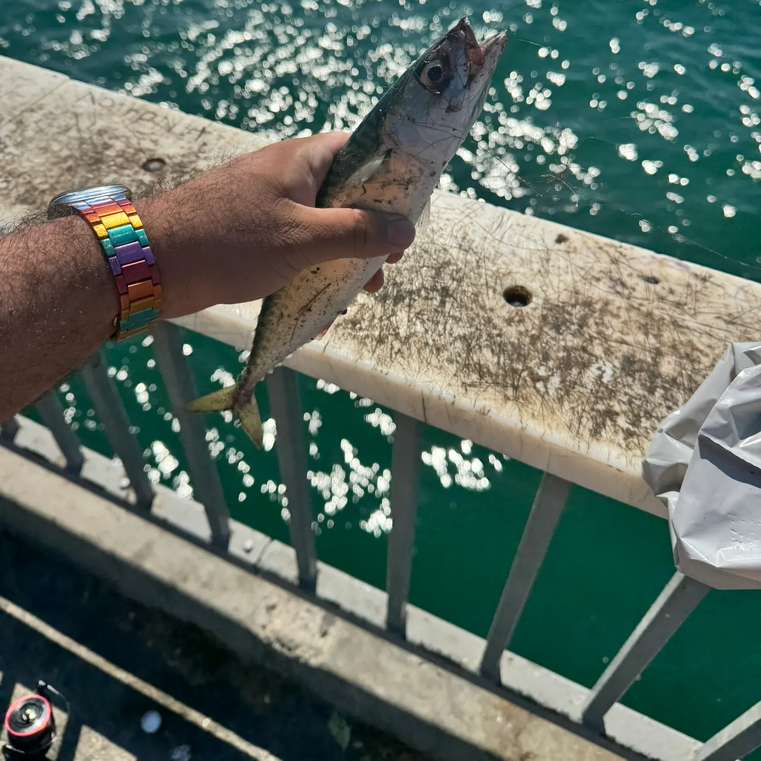 The most recent Blue mackerel catches on Fishbrain