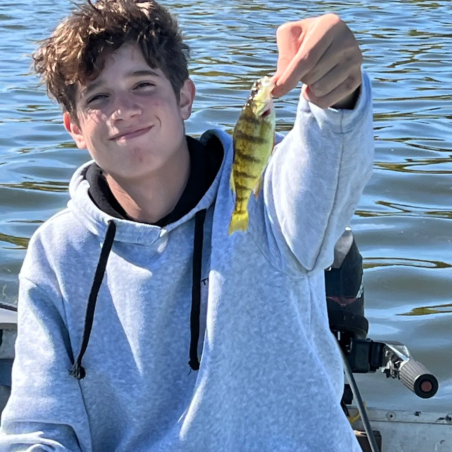 Yellow perch caught on Fishbrain