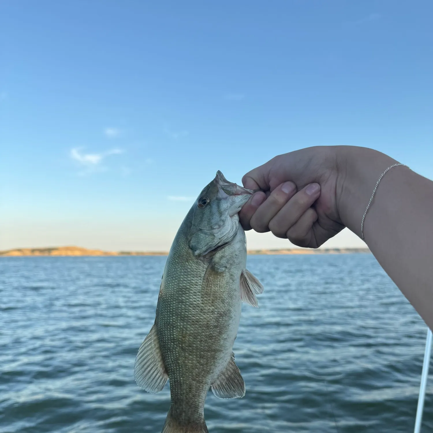 Smallmouth bass caught on Fishbrain
