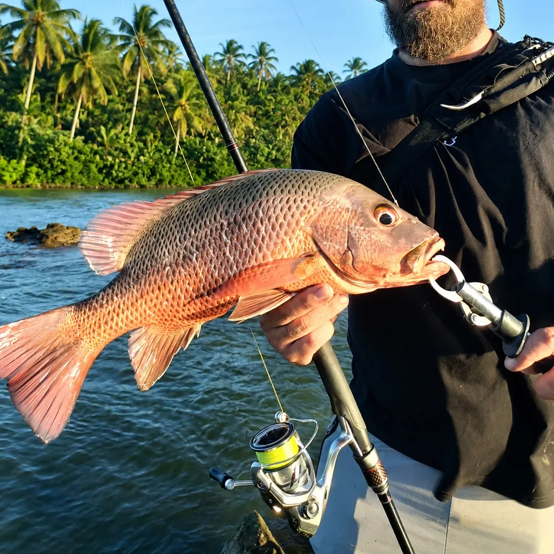 The most recent Mangrove red snapper catches on Fishbrain