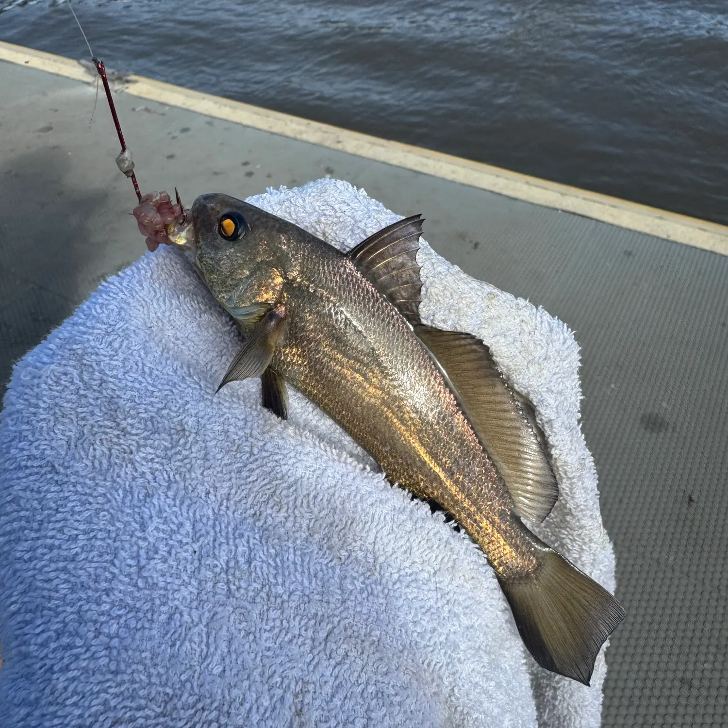 The most recent Sharpnose hammer croaker catches on Fishbrain
