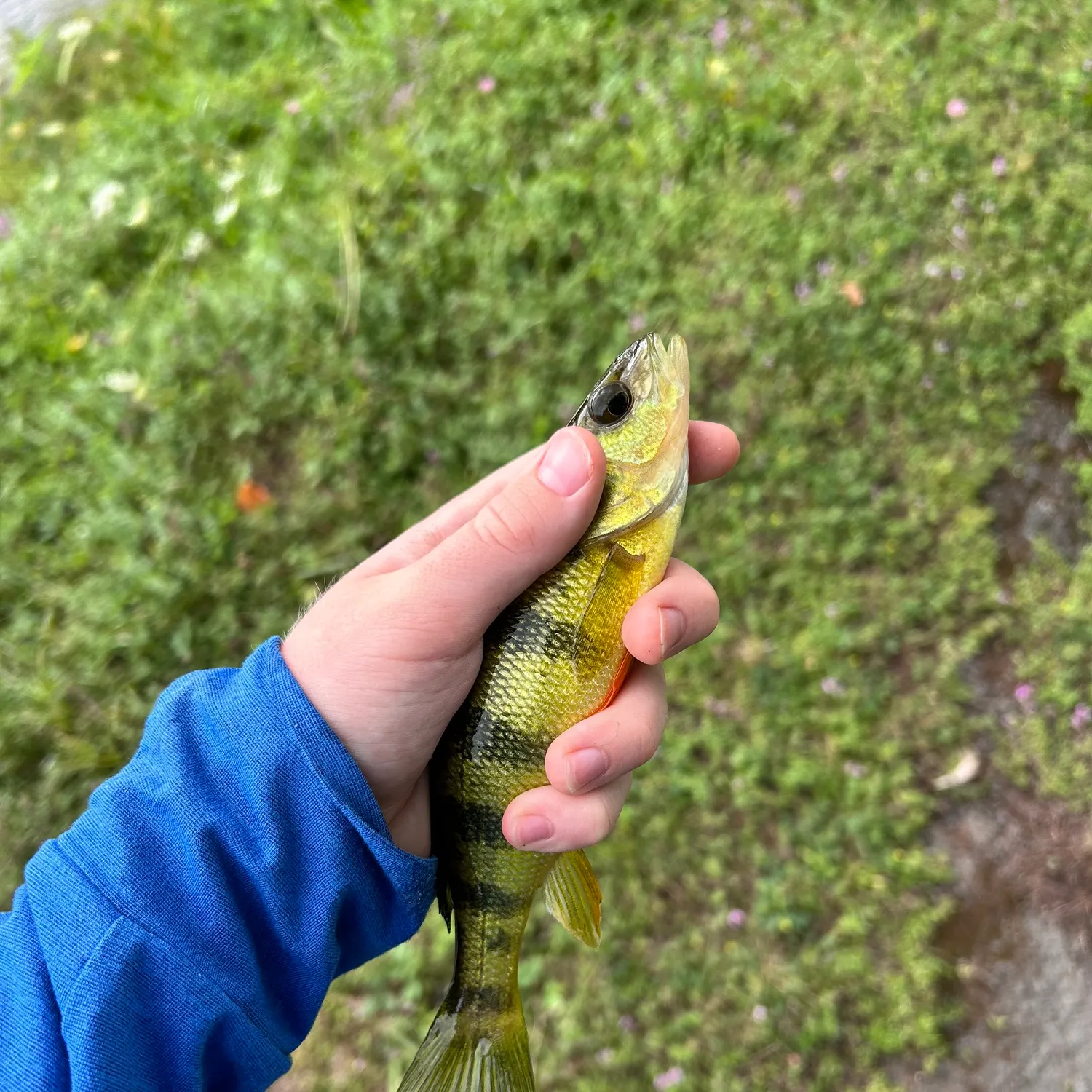 Yellow perch caught on Fishbrain