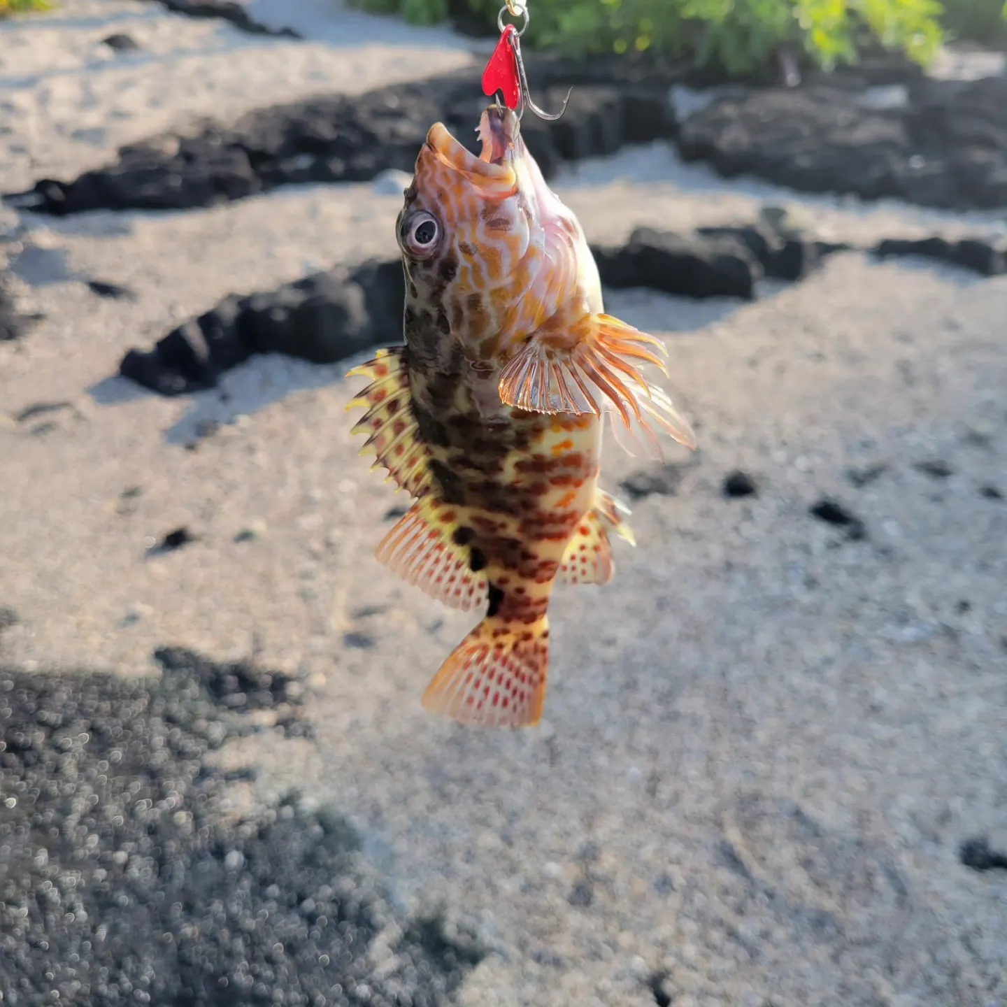 The most recent Stocky hawkfish catches on Fishbrain