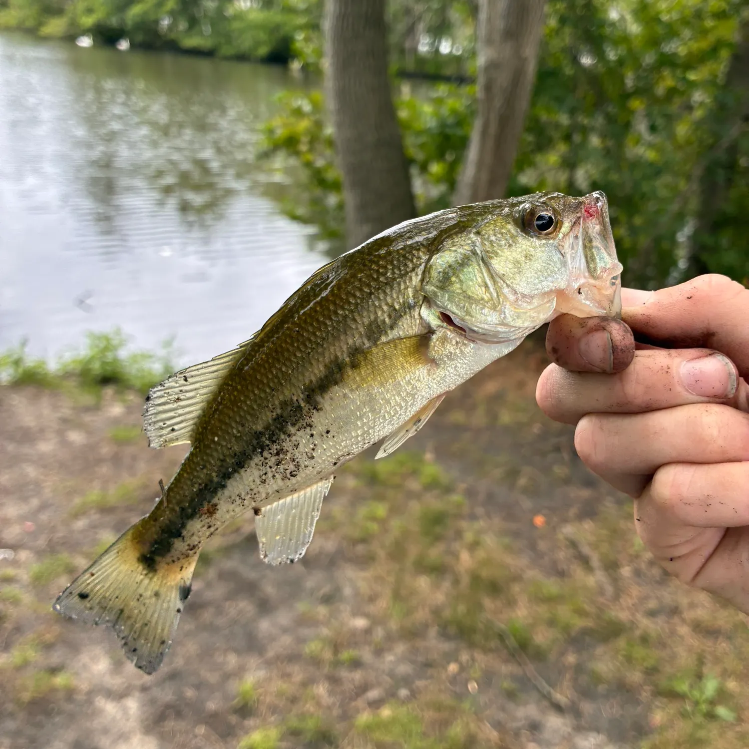 Largemouth bass caught on Fishbrain