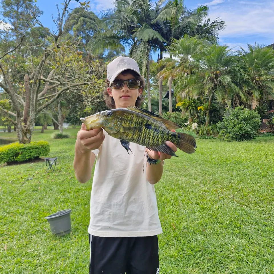 The most recent Turquoise cichlid catches on Fishbrain
