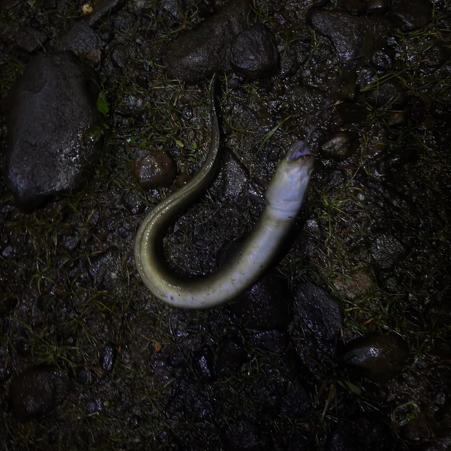 European eel caught on Fishbrain