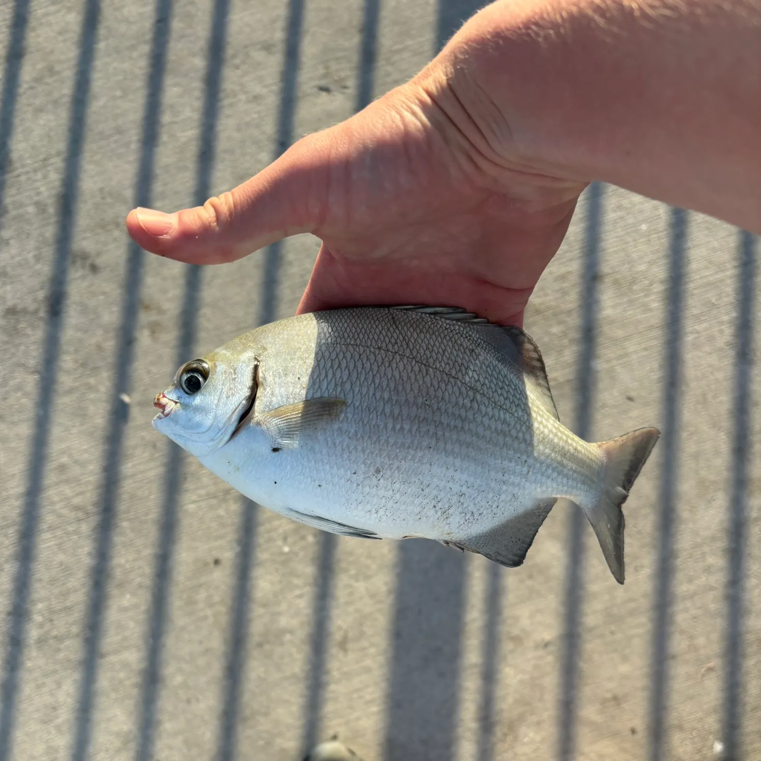 The most recent Scup catches on Fishbrain