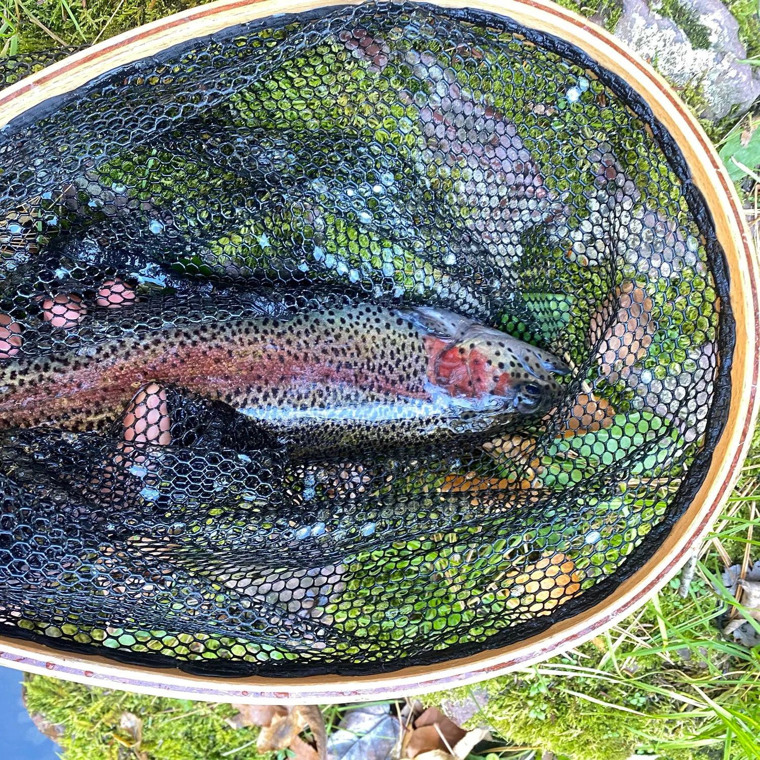 Rainbow trout caught on Fishbrain