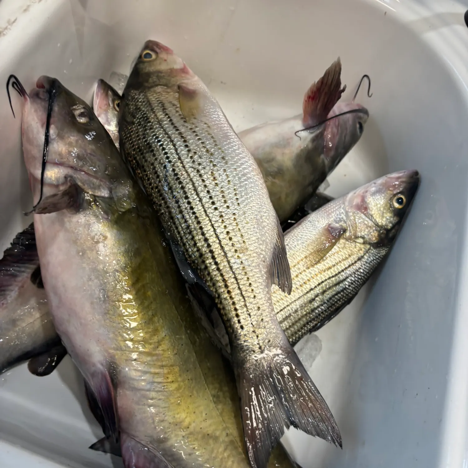 recently logged catches