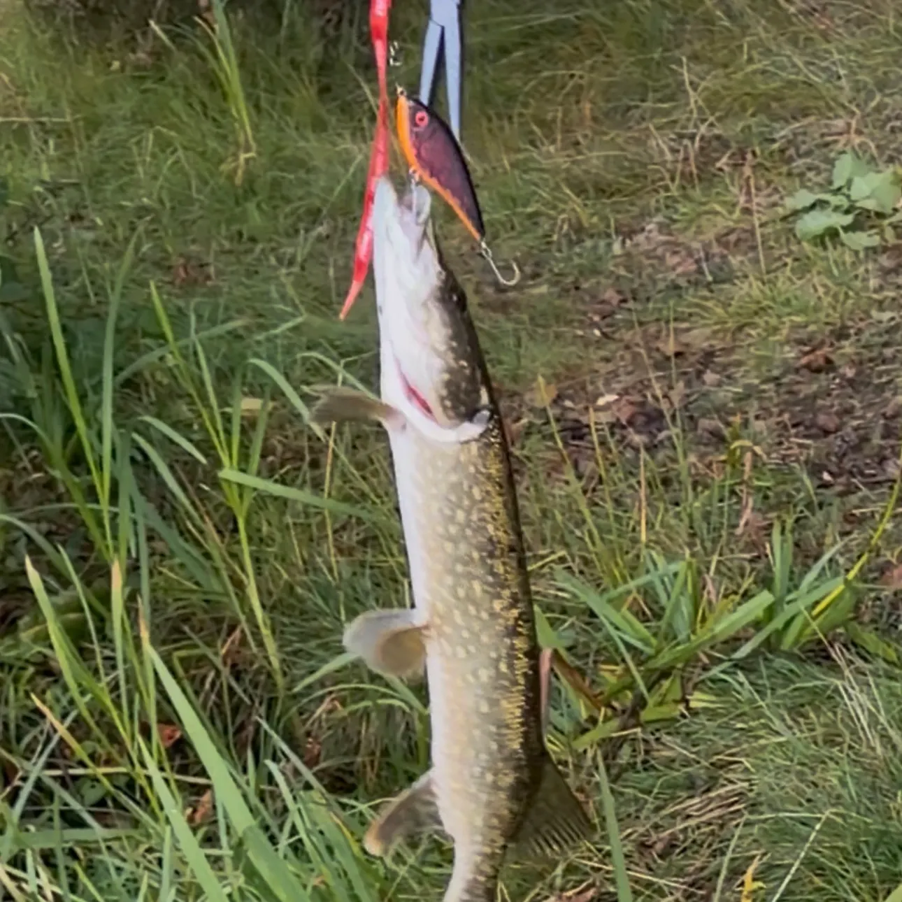 Northern pike caught on Fishbrain