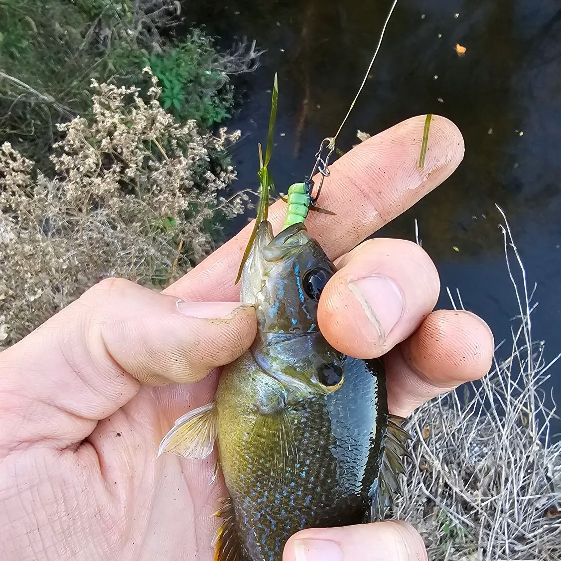 Green sunfish caught on Fishbrain