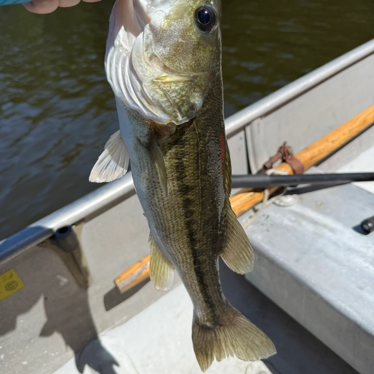 Spotted bass caught on Fishbrain
