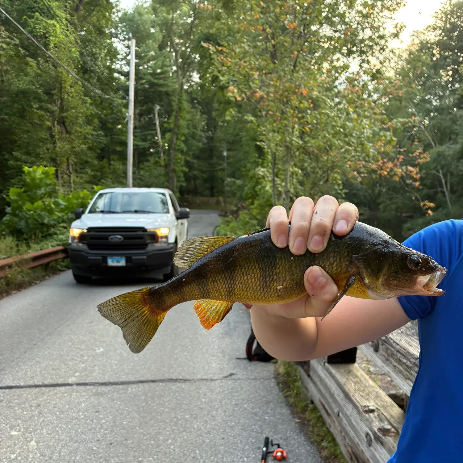 Yellow perch caught on Fishbrain