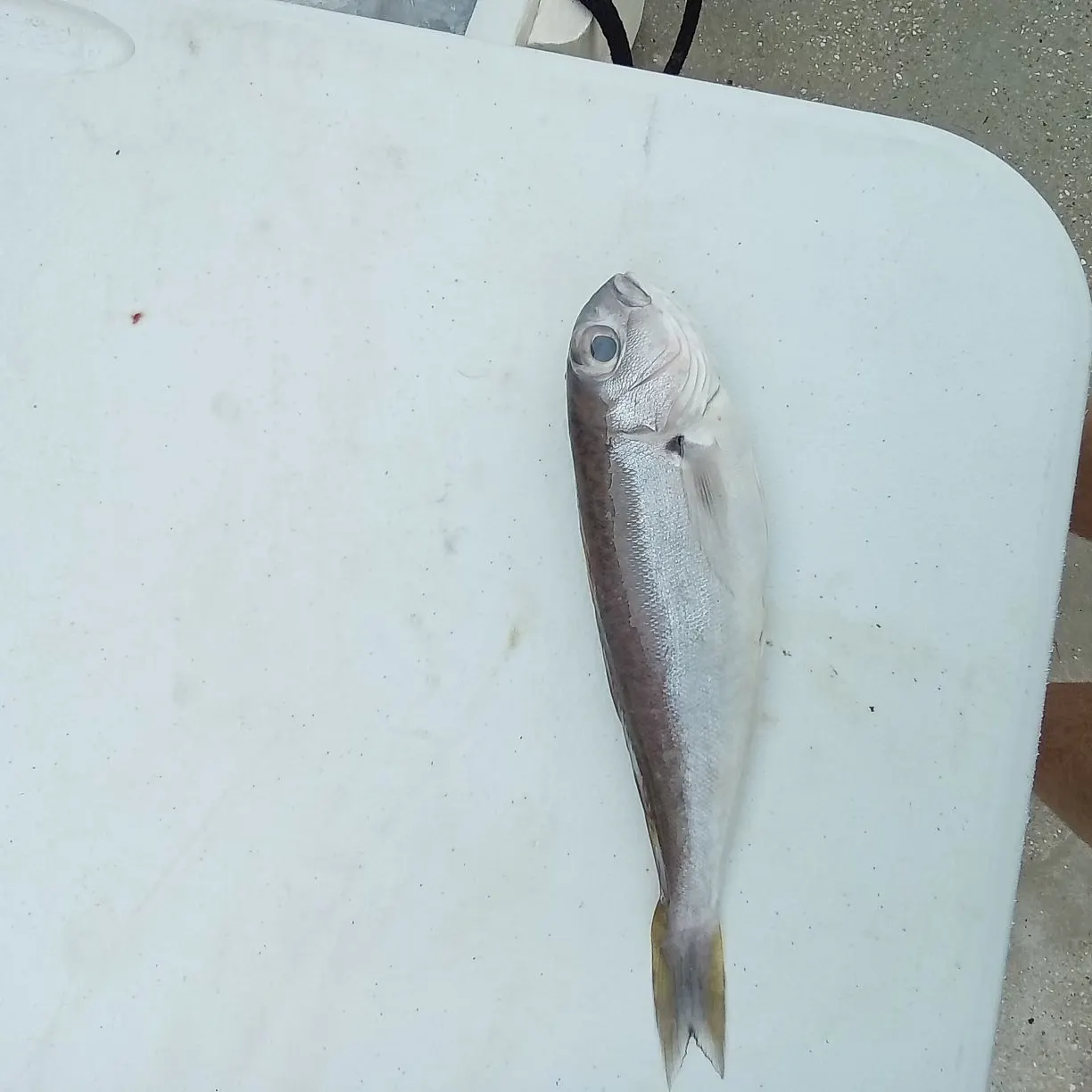 The most recent Blackline tilefish catches on Fishbrain