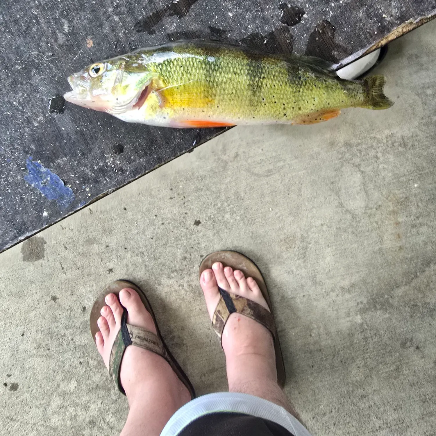Yellow perch caught on Fishbrain