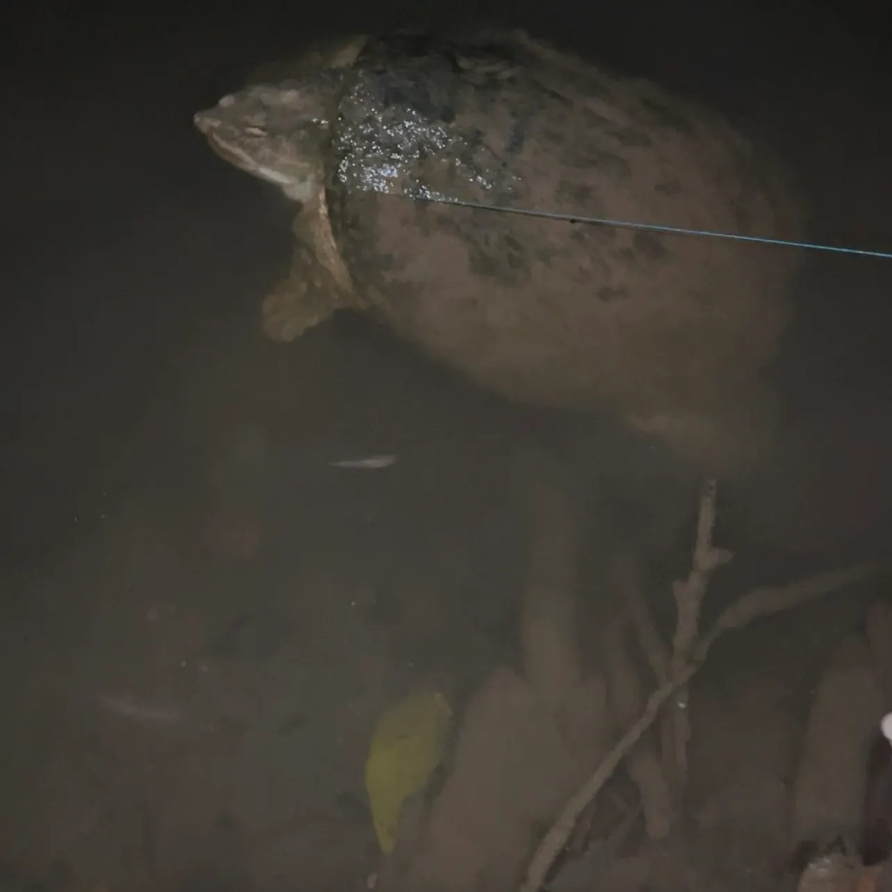 Common snapping turtle caught on Fishbrain