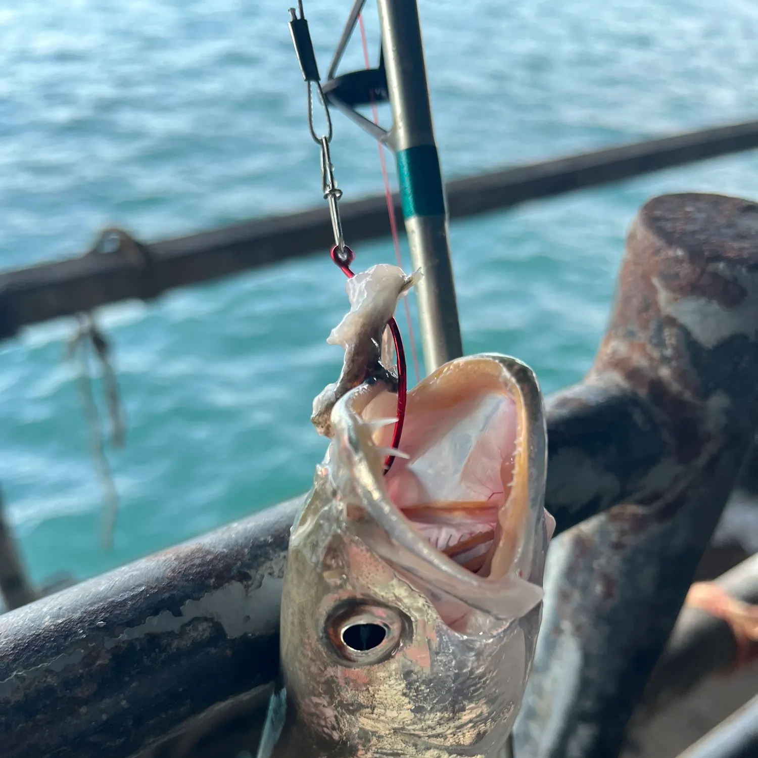The most recent Sand seatrout catches on Fishbrain