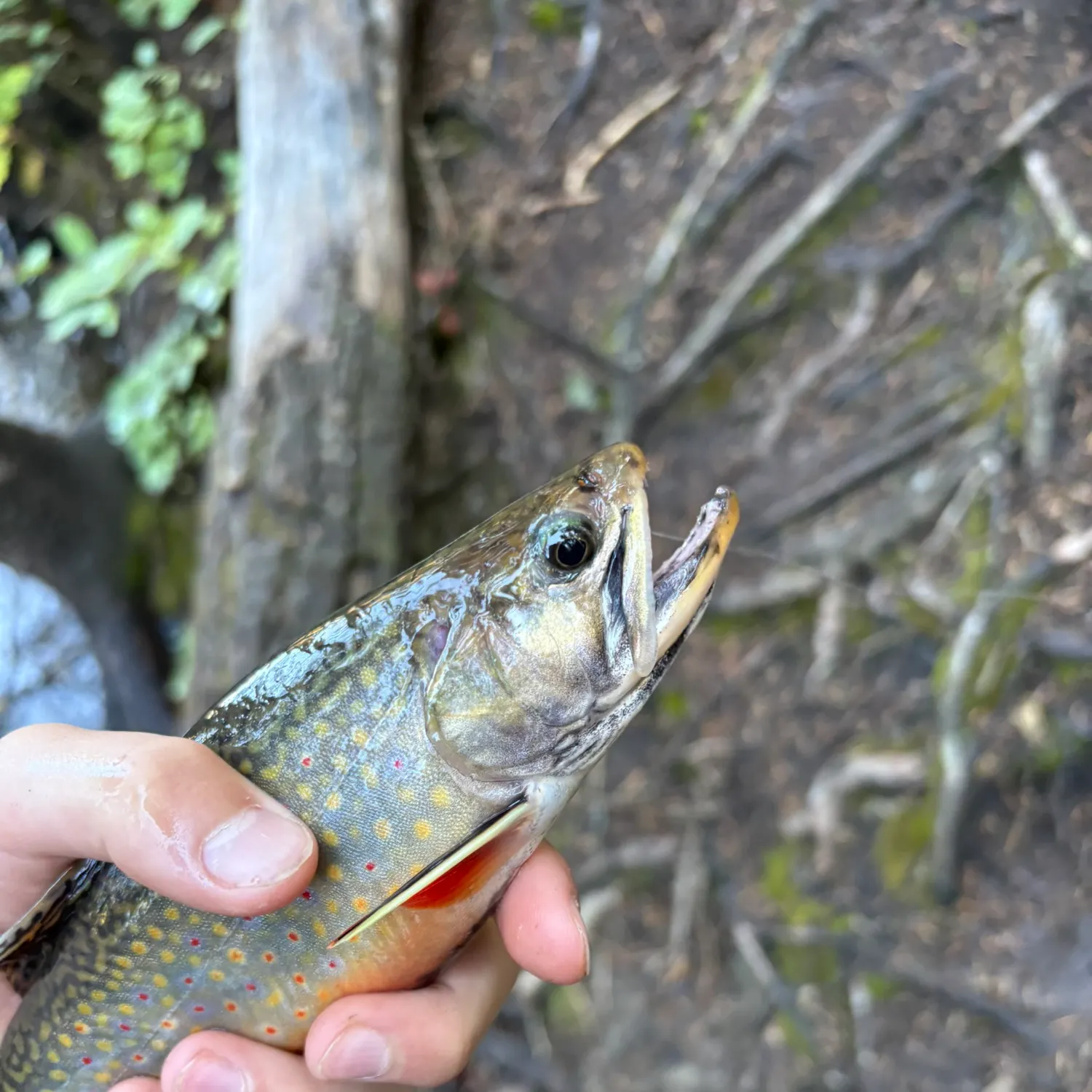 Brook trout caught on Fishbrain