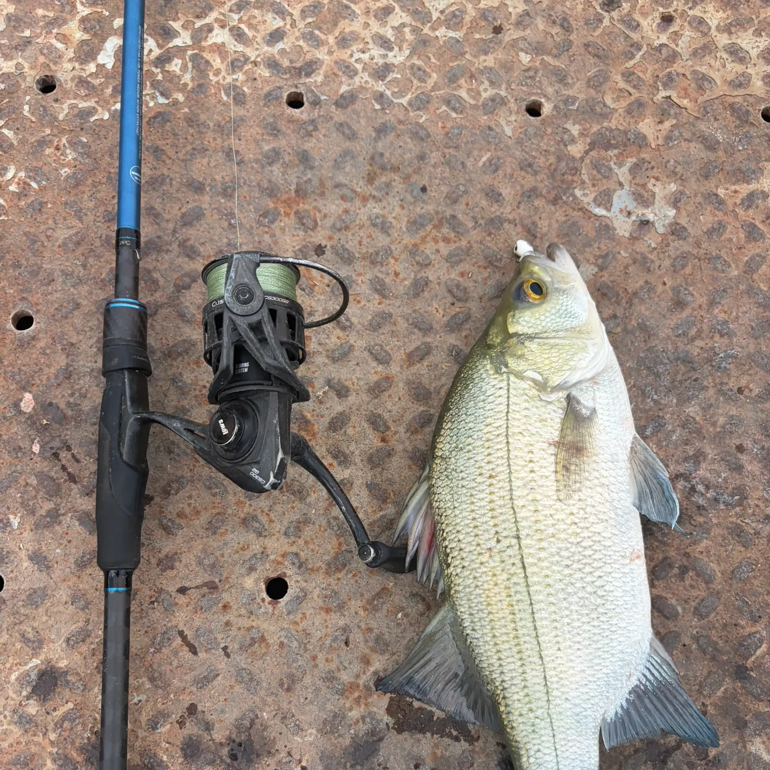White bass caught on Fishbrain