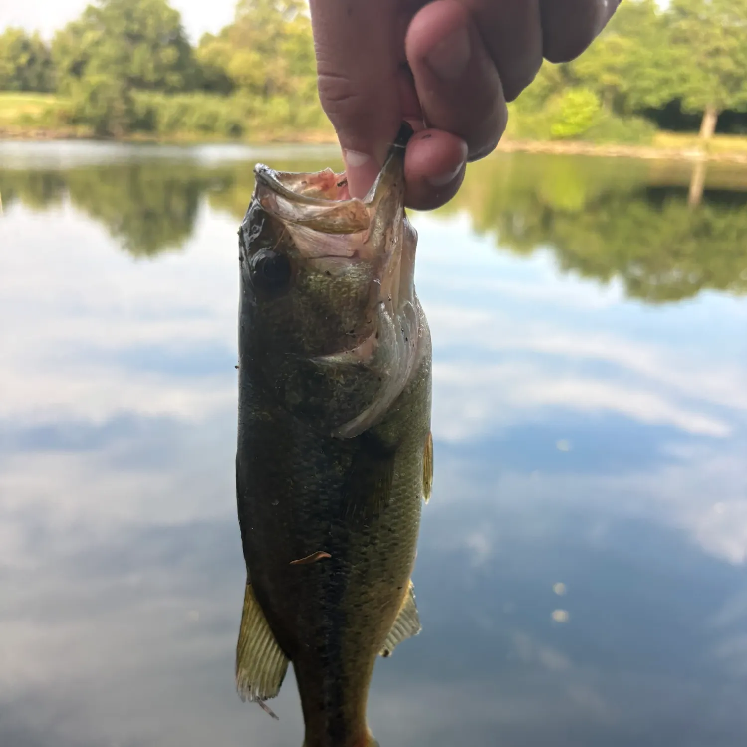 Largemouth bass caught on Fishbrain