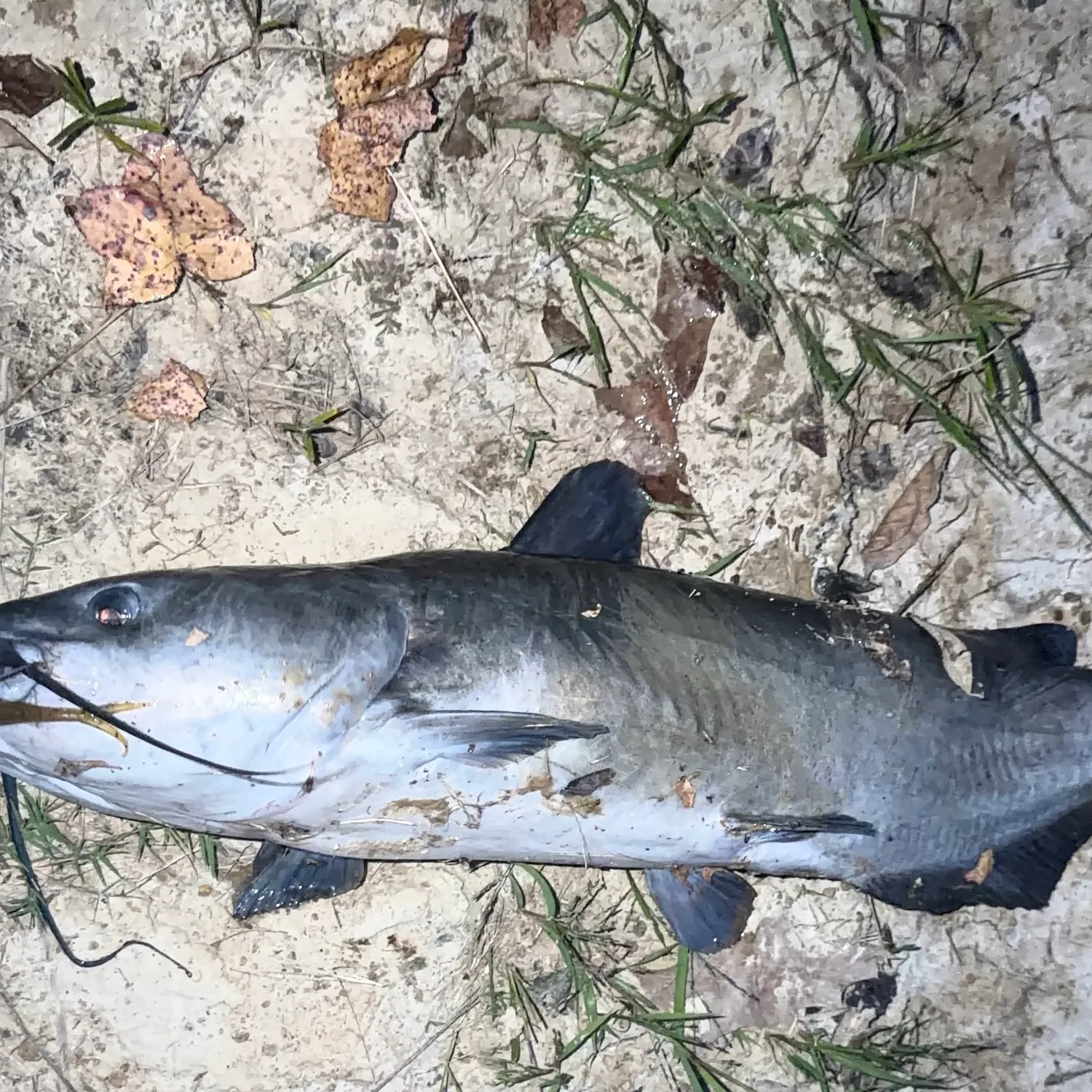 Blue catfish caught on Fishbrain